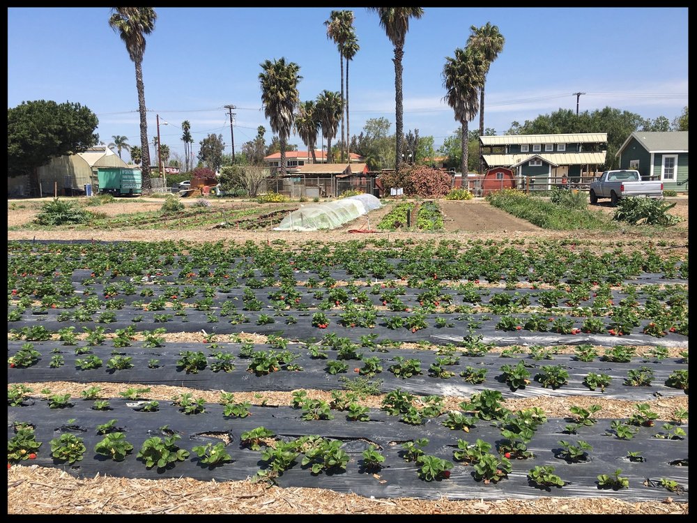 Strawberry rows and ranch buildings at Baby Root Farm in Camarillo